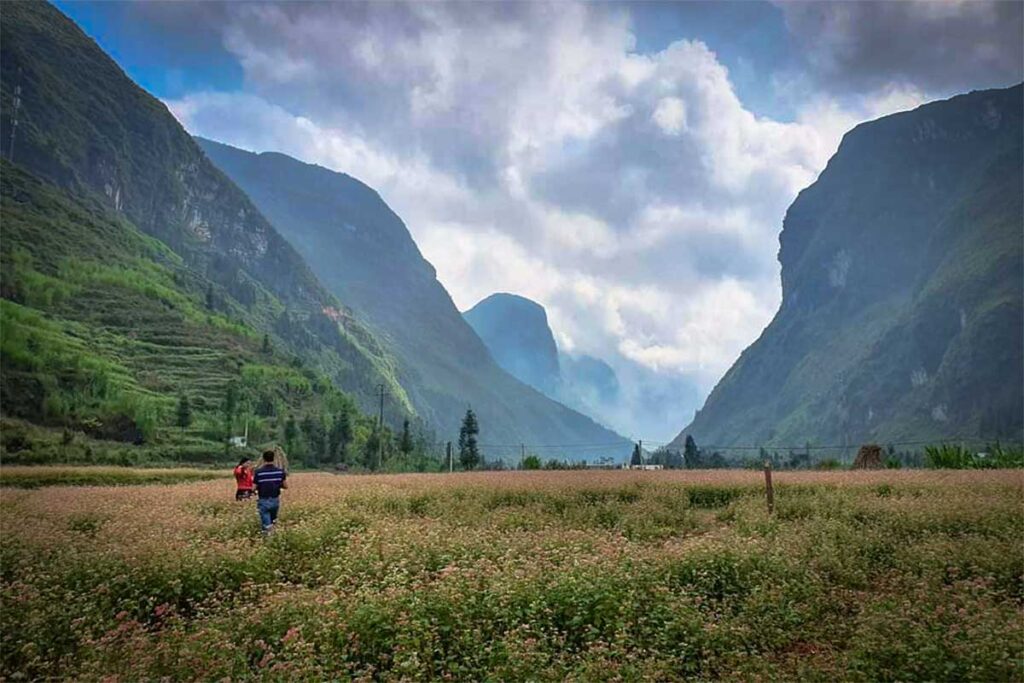 Hoa Tam Buckwheat Flower Fields in Ha Giang