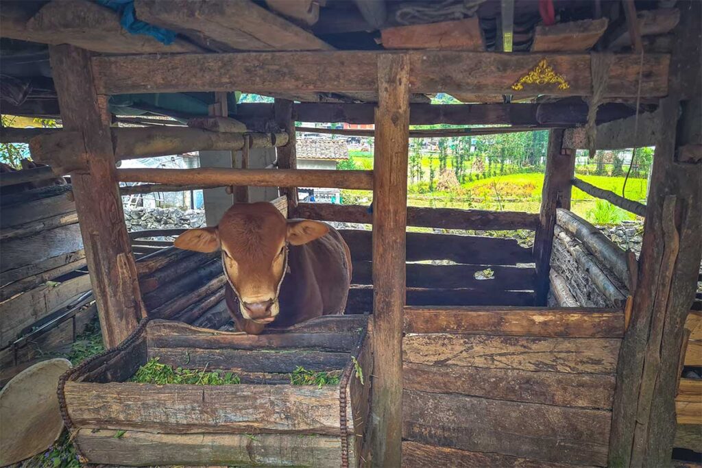 A cow standing in a barn at Lung Cam Village