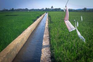 Green rice fields in Mai Chau in April