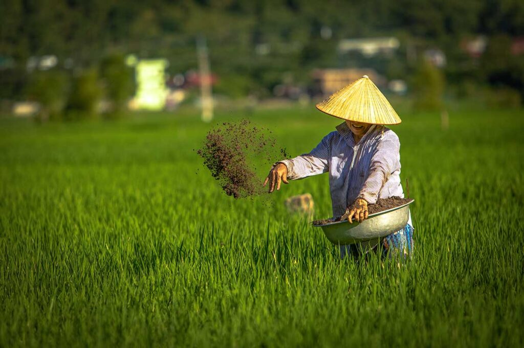 A local woman with conical hat is throwing fertilizer in the green rice fields in Mai Chau in August