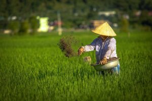 A local woman with conical hat is throwing fertilizer in the green rice fields in Mai Chau in August