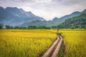 Yellow rice fields during harvest season is the best time to visit Mai Chau
