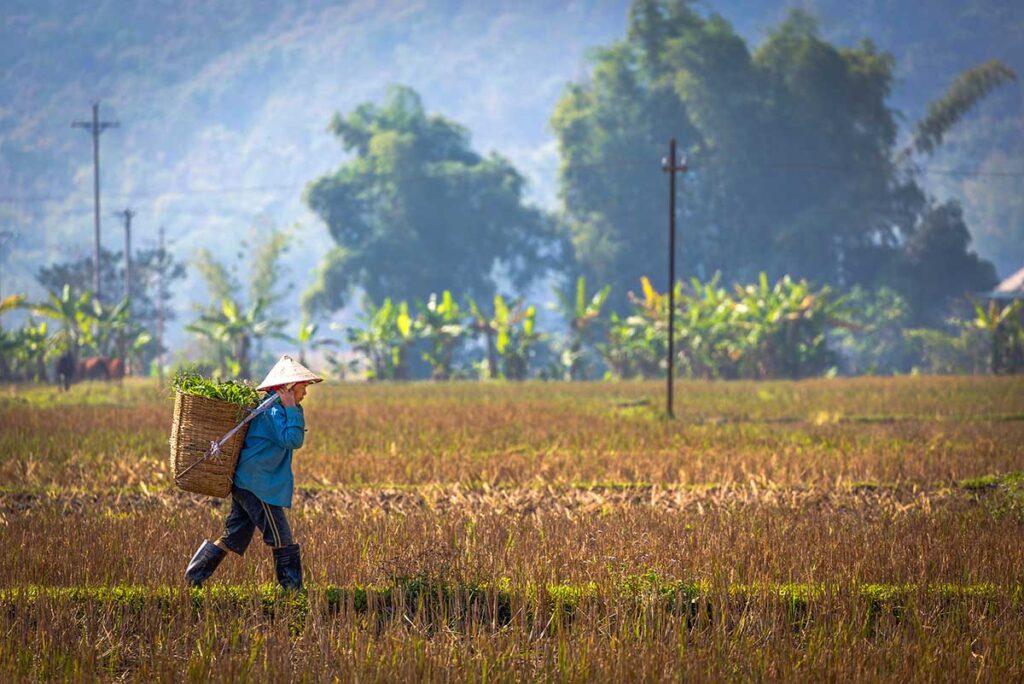 A woman with conical hat and basket on her back is walking through the empty countryside in Mai Chau in December