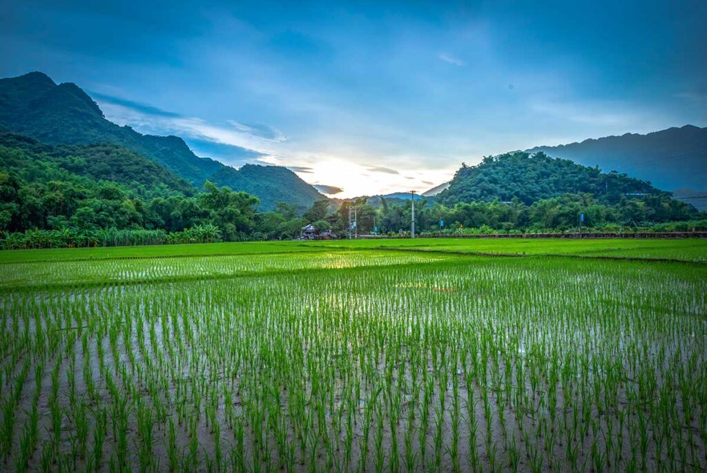 Small sprouts of rice sticking out of the fields in Mai Chau in January