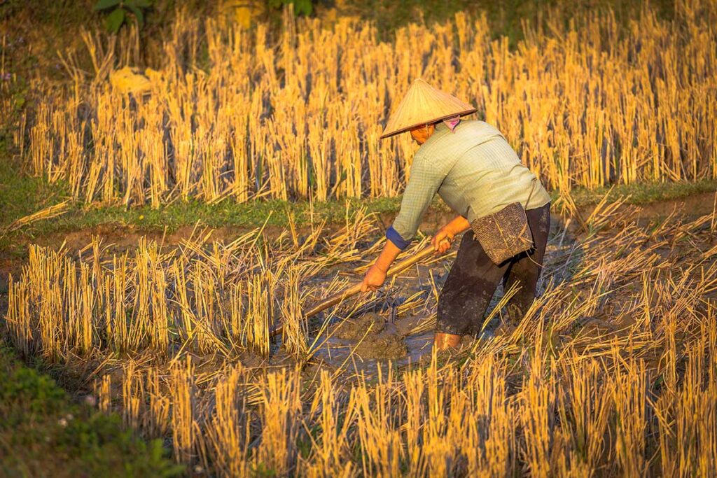 A man standing in a muddy rice fields in Mai Chau in January
