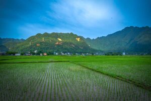Small sprouts of rice are sticking out of the water in the rice fields of Mai Chau in July