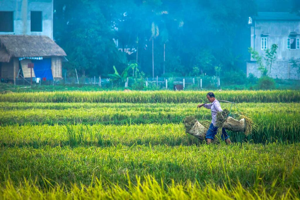 A man working on the green rice fields of Mai Chau busy harvesting in Mai Chau in June