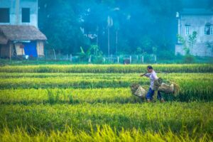 A man working on the green rice fields of Mai Chau busy harvesting in Mai Chau in June