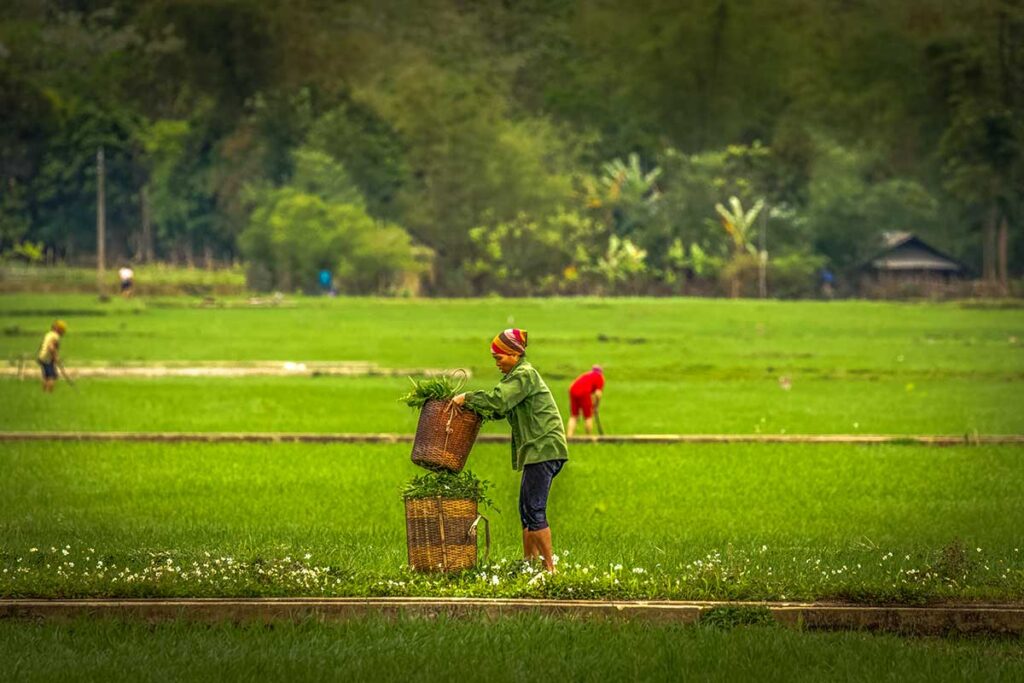 A woman walking along green but still short rice fields in Mai Chau in March