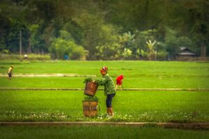 A woman walking along green but still short rice fields in Mai Chau in March