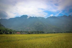 Golden yellow rice fields ready for harvest in Mai Chau in May