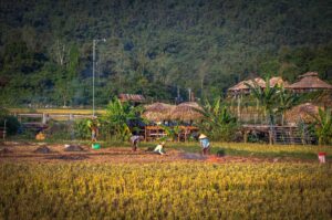 Empty dry lands in the fields of Mai Chau in November