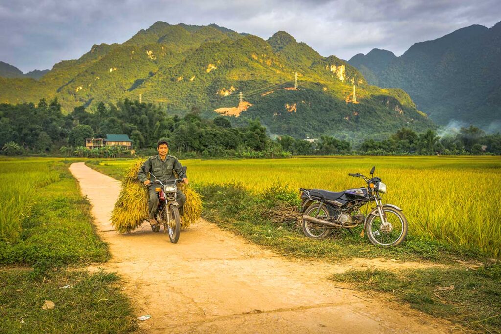 A local man is carrying on his motorbike recently harvested rice crops in Mai Chau in October