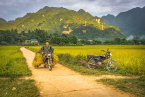 A local man is carrying on his motorbike recently harvested rice crops in Mai Chau in October