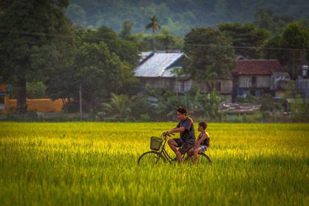 Two kids on one bike cycling through the golden yellow rice fields of Mai Chau in September