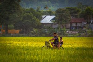 Two kids on one bike cycling through the golden yellow rice fields of Mai Chau in September