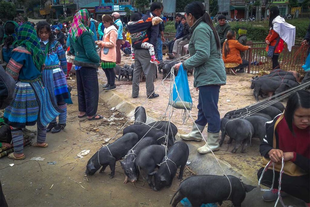 Local ethnic people are walking with pigs on a leash at the Muong Khuong Market