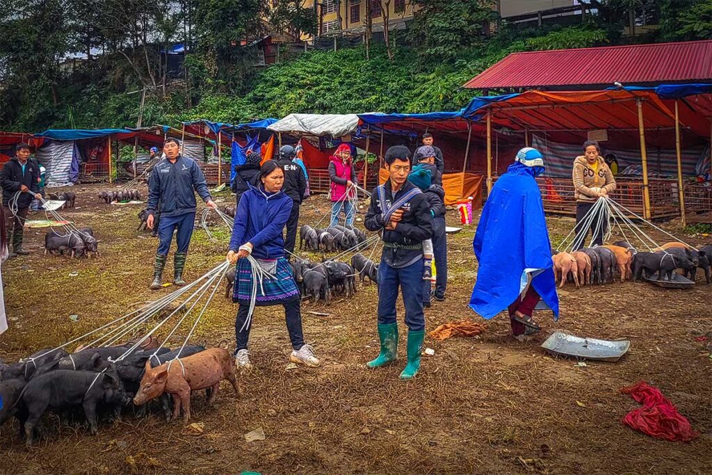 The livestock area of Muong Khuong Market where ethnic people are walking with small pigs on leashes 