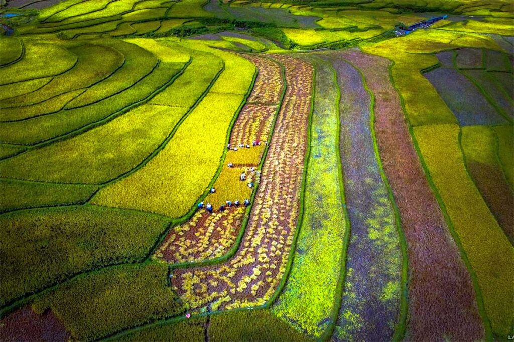 Muong Than rice fields in terraced where half of them are being harvested 