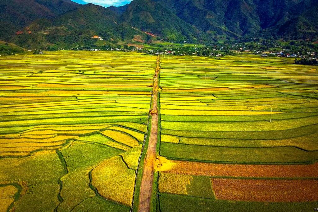 Vast rice fields with yellow colors ready to be harvested in Muong Than, Lai Chau