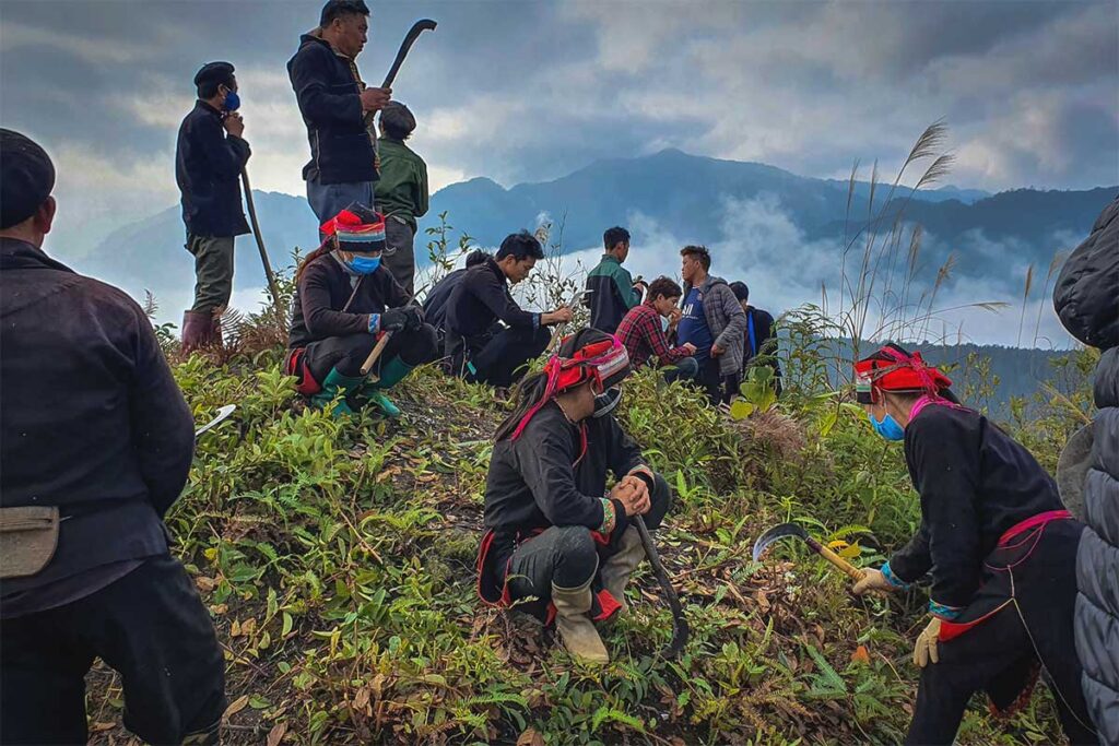 A group of Red Dao ethnic people harvesting herbs on top of Nam Dam Hill