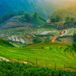 Colorful rice terraces around Sapa at sunset, highlighting landscapes visited on a Sapa sightseeing, homestay, and trekking tour.