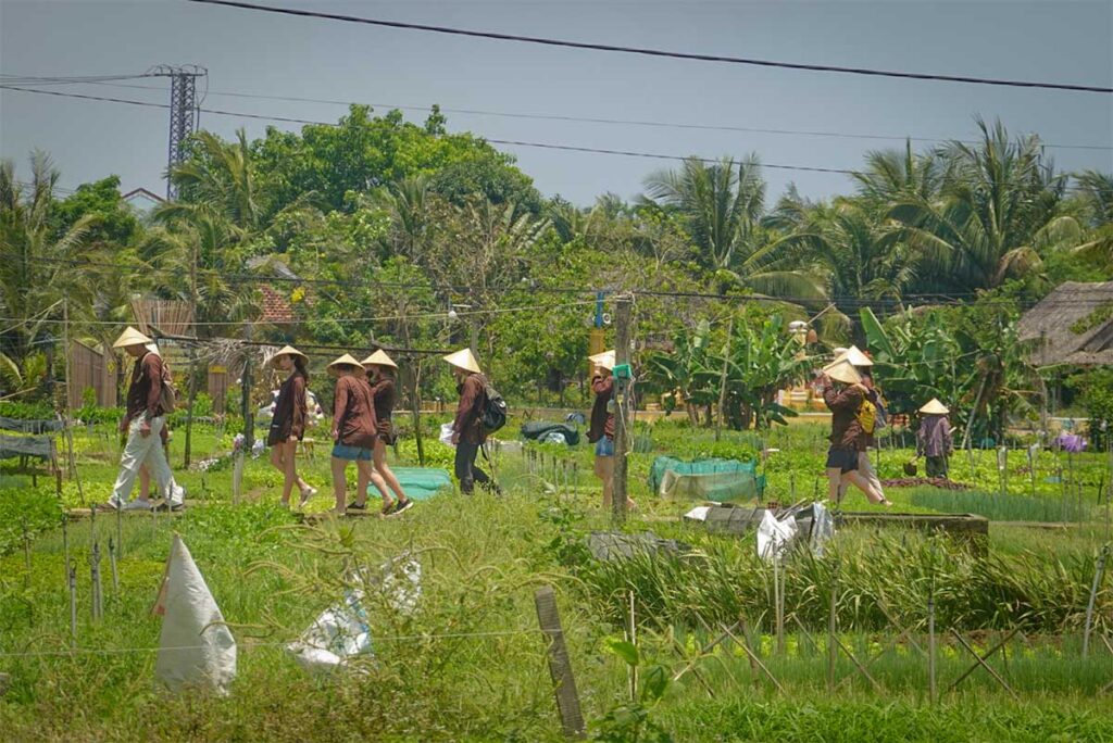 — Small group in conical hats walking through green fields during a hands-on farm experience in a Hoi An village.