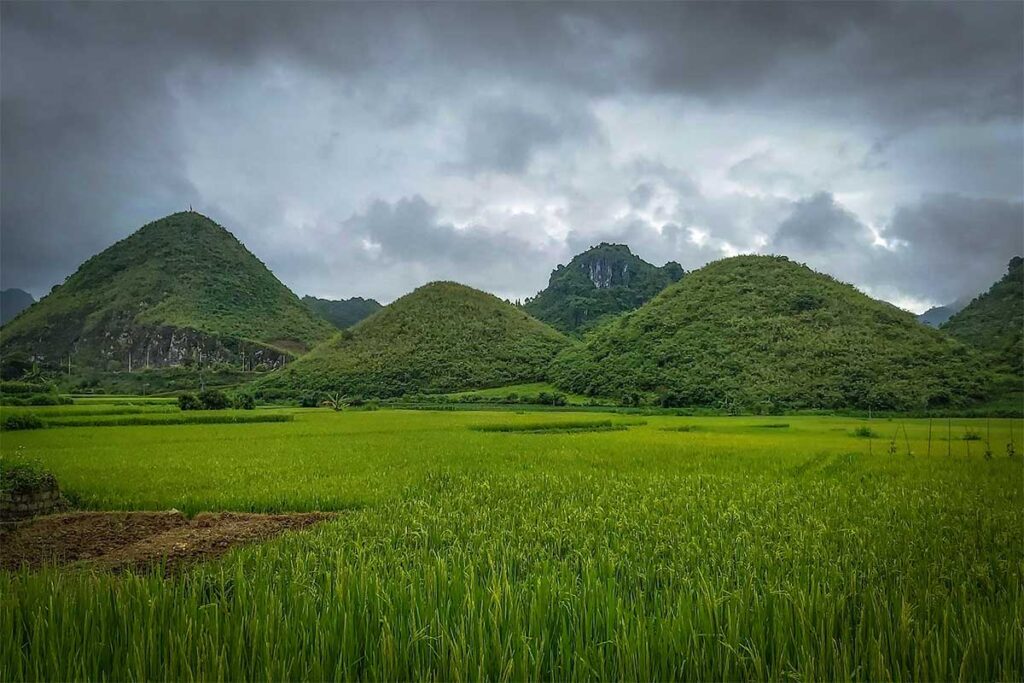 Green rice fields around the Twin Mountains