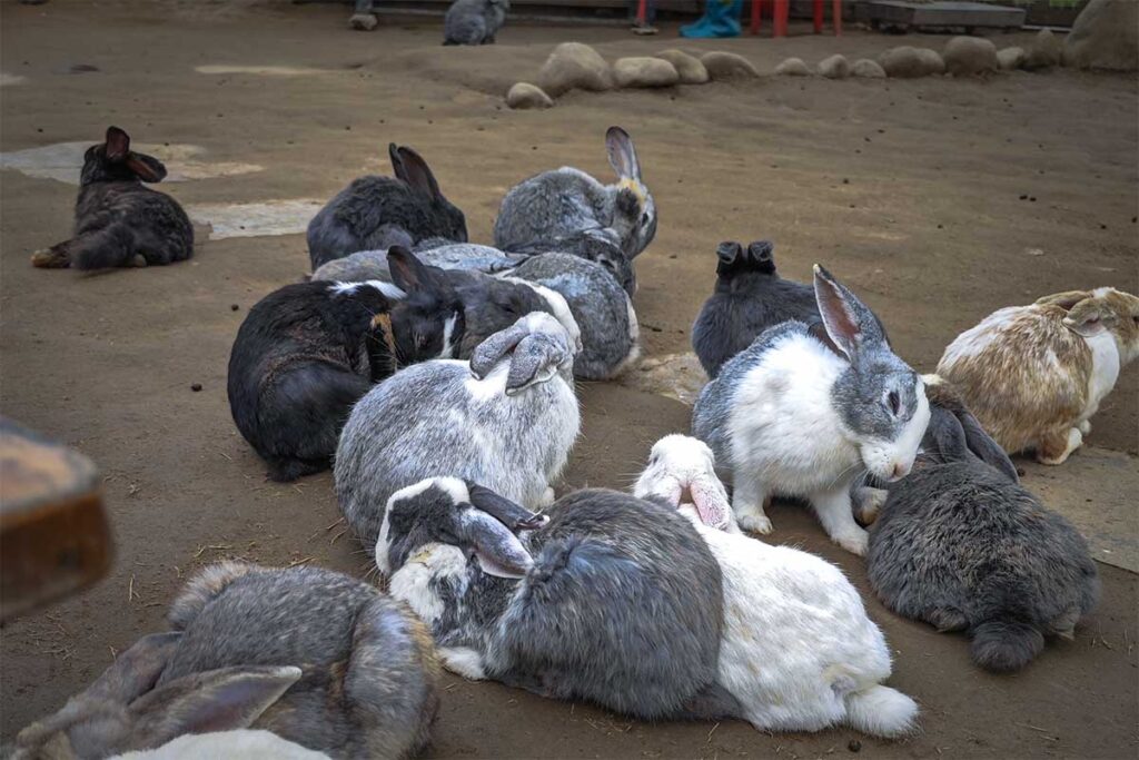 Bunnies walking in an animal enclosure part of Bai Da Song Hong Hanoi
