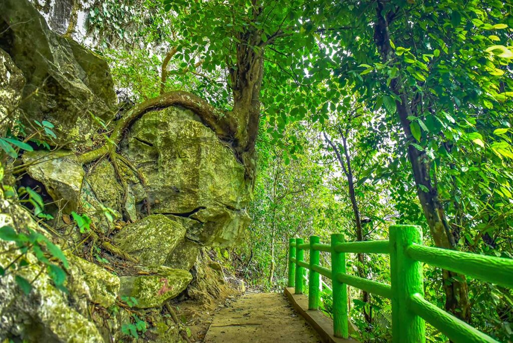 A jungle trail with concrete path and a railing through a forestry area to reach Bat Cave in Pu Luong
