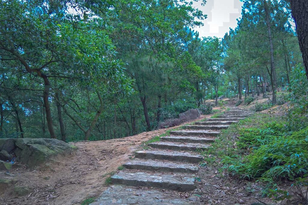 A forest path with pine trees at Bo Da Pagoda