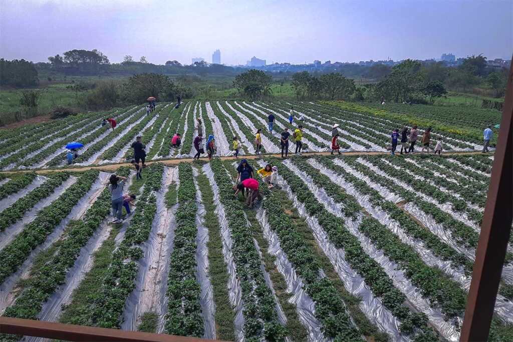 Chimi Farm where domestic tourists are picking strawberries in the garden