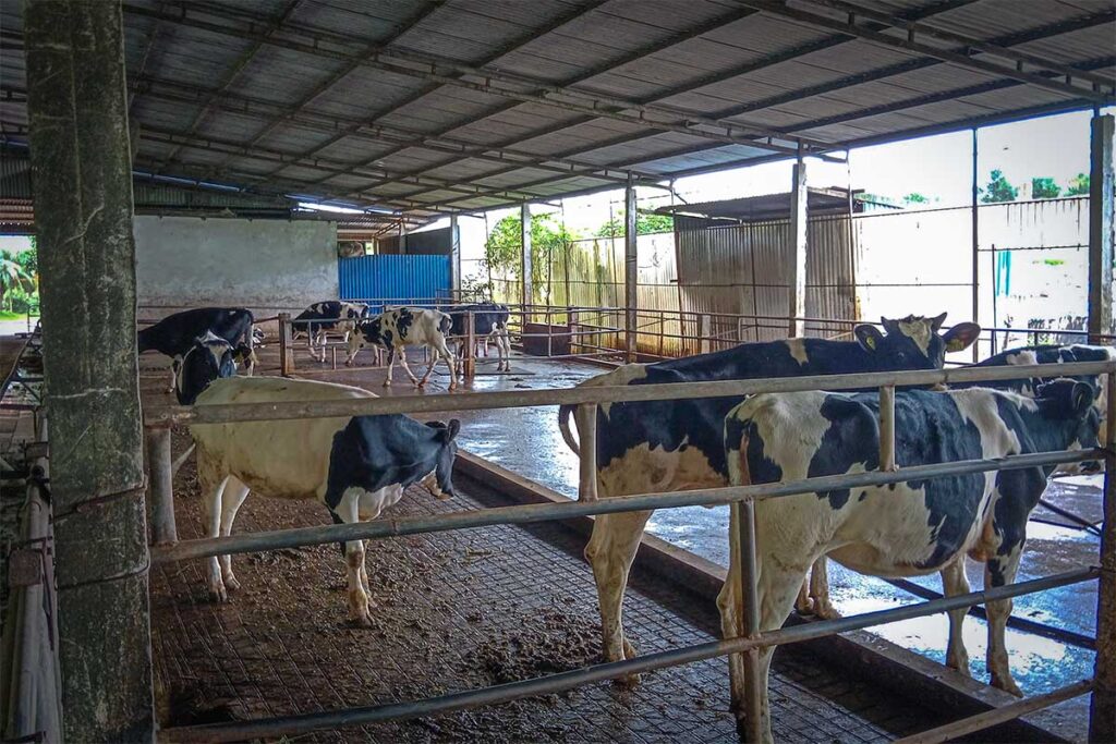 Cows in a barn of a dairy farm in Moc Chau