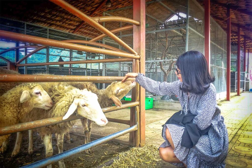 A domestic tourist is petting sheep at a local farm in Moc Chau
