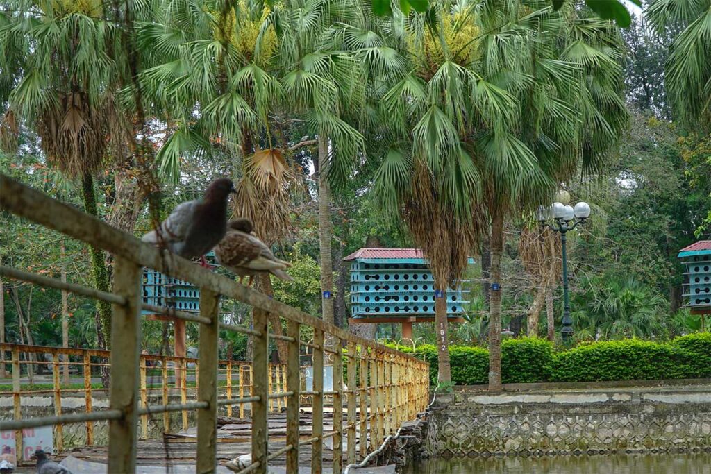 Pigeons sitting on a bridge that leads to Pigeon island inside Hanoi Botanical Gardens (Bach Thao Park) 