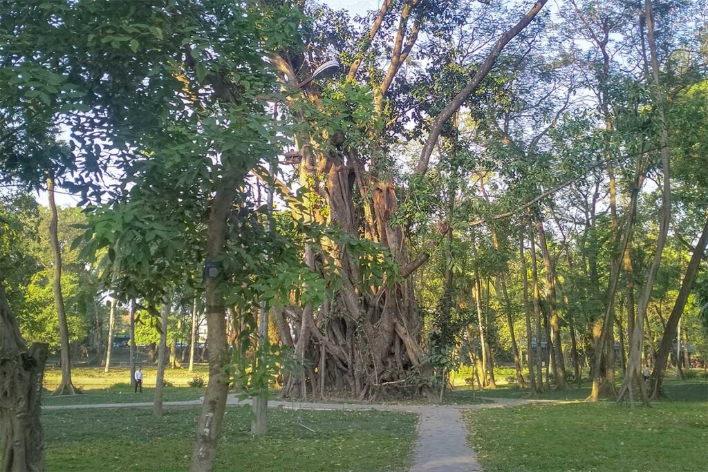 A giant tree inside Hanoi Botanical Gardens (Bach Thao Park)