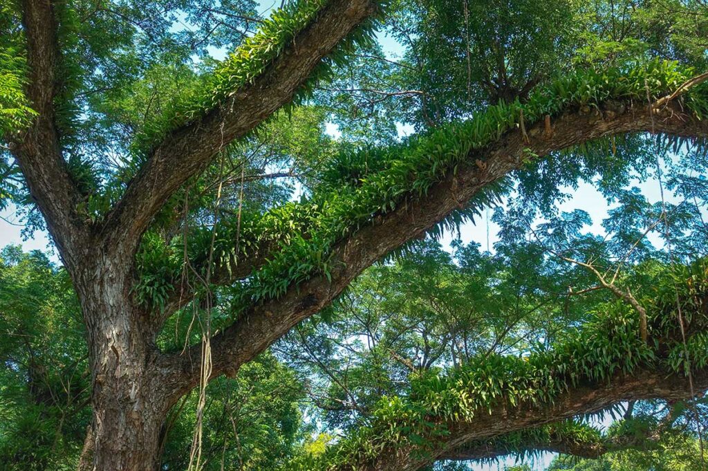 A tree with moss growing on top of the branches at Hanoi Botanical Gardens (Bach Thao Park)