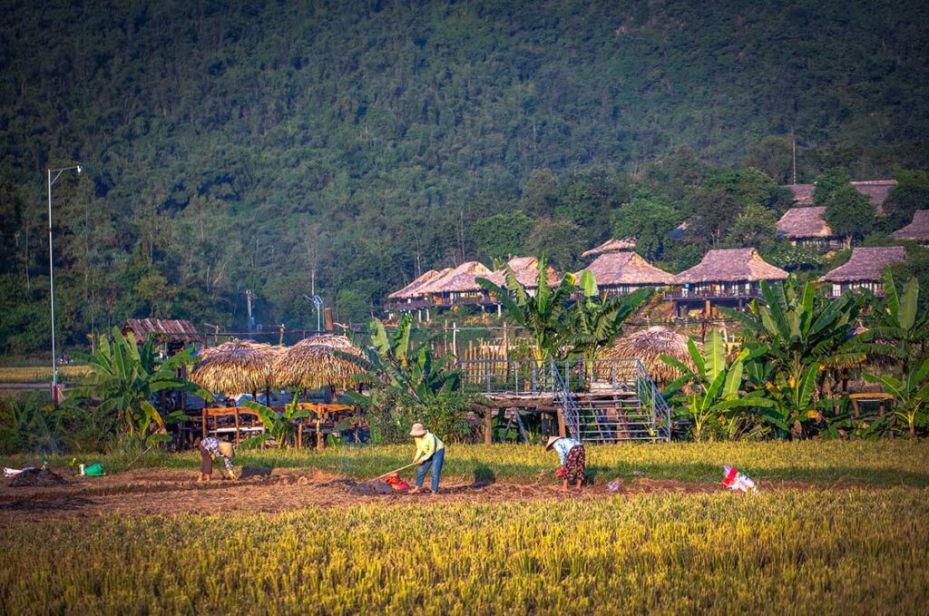 Countryside views with locals working in the rice fields in Mai Chau