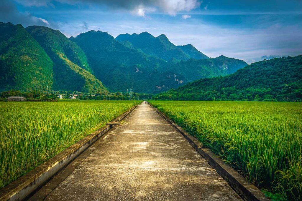 A very long Mai Chau trekking road through countryside with on both side green rice fields