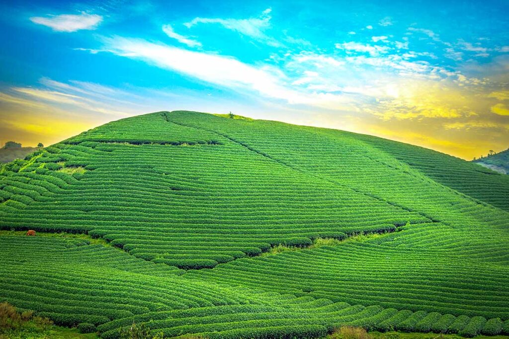 Rolling tea hills of Moc Chau