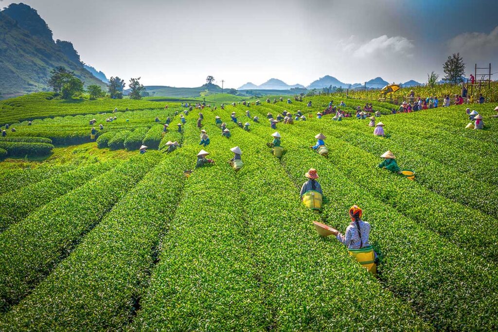 Local woman are picking tea plants on a tea hill in Moc Chau