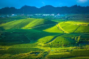 Endless tea hills of Moc Chau