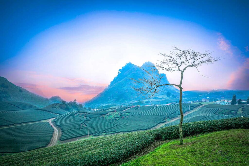 Rolling tea plantation hills of Moc Chau