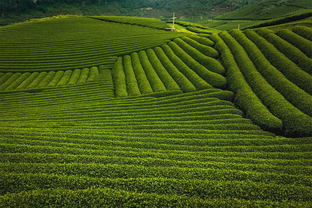 Moc Suong Tea Hill