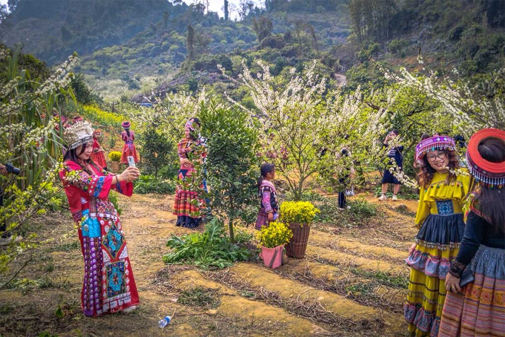 Vietnamese tourists dressed up in Hmong clothes and taking photos between the trees in Na Ka Plum Valley
