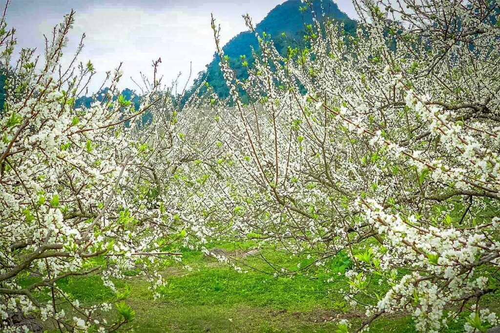 White flowers of plum trees during blossom season at Na Ka Plum Valley in Moc Chau