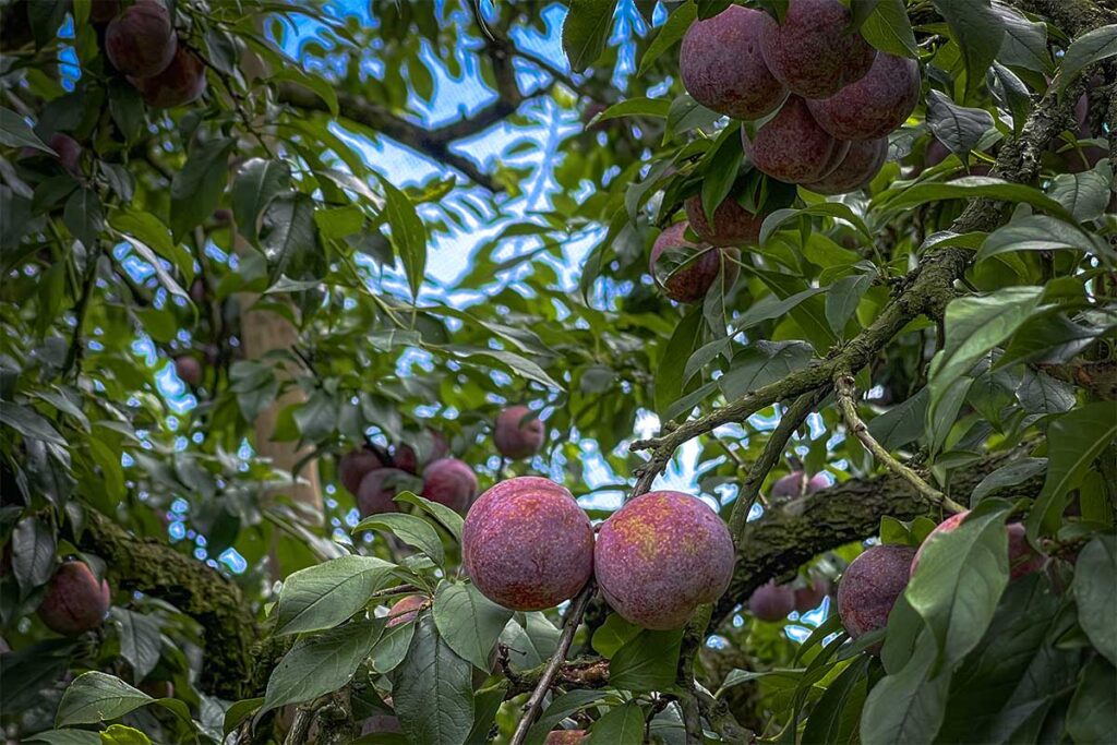 ripe plums on a tree in Na Ka Plum Valley