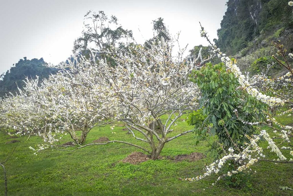 Plum trees with white flowers in Na Ka Plum Valley