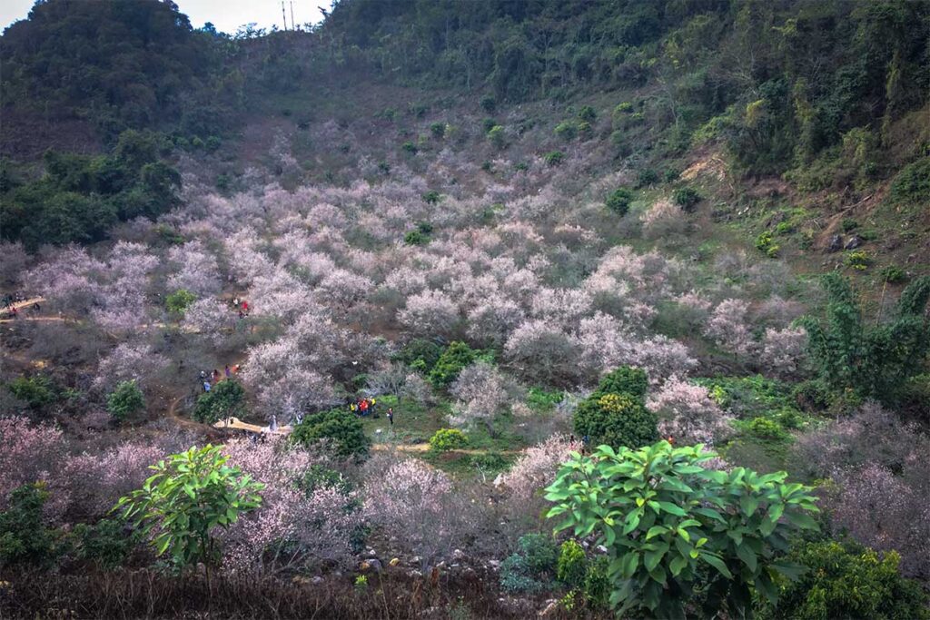 Views of blossoming trees in Na Ka Plum Valley