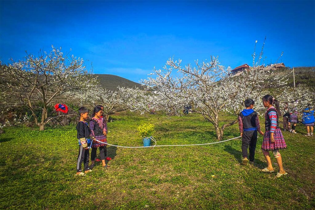 Ethnic minority kids are playing jump rope game between the blossoming plum trees in Na Ka Plum Valley in Moc Chau